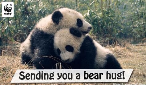 wwf ecards free.